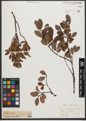 Foto von Salix waldsteiniana Willd.